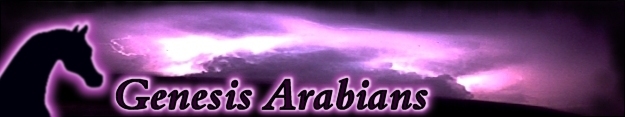 Genesis Arabians